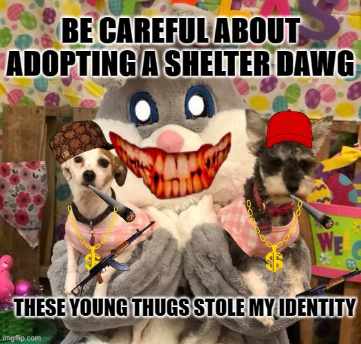 dawg | BE CAREFUL ABOUT ADOPTING A SHELTER DAWG; THESE YOUNG THUGS STOLE MY IDENTITY | image tagged in bad pun dog,dogs | made w/ Imgflip meme maker