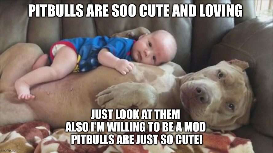 Well maybe can I be a mod | PITBULLS ARE SOO CUTE AND LOVING; JUST LOOK AT THEM 
ALSO I’M WILLING TO BE A MOD 
PITBULLS ARE JUST SO CUTE! | image tagged in pitbull,so true memes | made w/ Imgflip meme maker