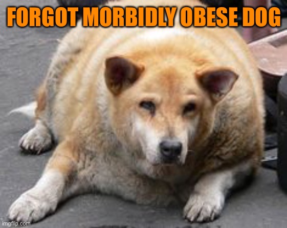FORGOT MORBIDLY OBESE DOG | made w/ Imgflip meme maker