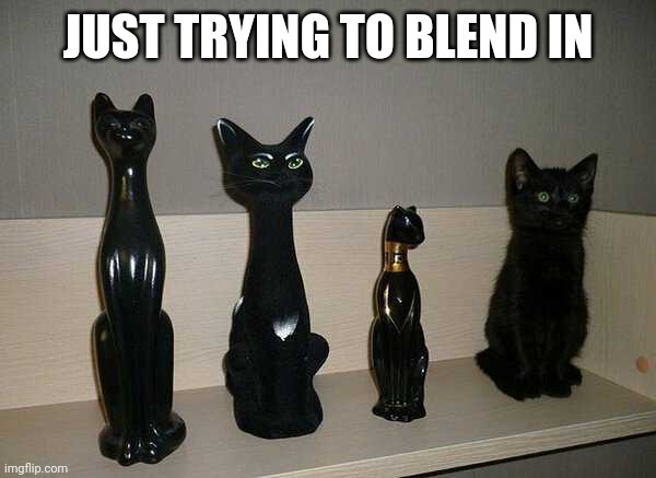 BLACK CAT | JUST TRYING TO BLEND IN | image tagged in cats,funny cats | made w/ Imgflip meme maker