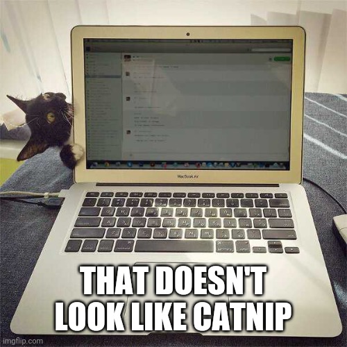 ORDER THE KITTY SOME CATNIP | THAT DOESN'T LOOK LIKE CATNIP | image tagged in cats,funny cats | made w/ Imgflip meme maker