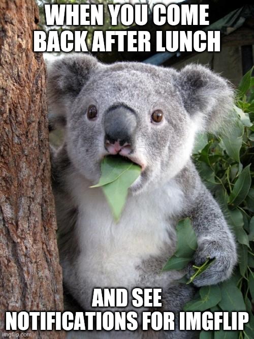 Surprised Koala Meme | WHEN YOU COME BACK AFTER LUNCH; AND SEE NOTIFICATIONS FOR IMGFLIP | image tagged in memes,surprised koala,imgflip | made w/ Imgflip meme maker