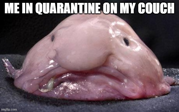 Me in quarantine | ME IN QUARANTINE ON MY COUCH | image tagged in blobfish | made w/ Imgflip meme maker