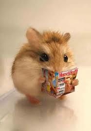 Hamster nooze Blank Meme Template