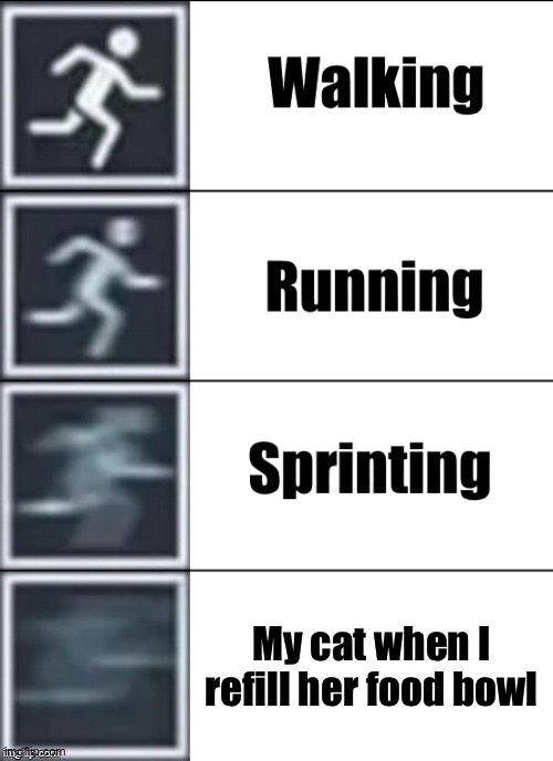 Very fast catty | My cat when I refill her food bowl | image tagged in very fast | made w/ Imgflip meme maker