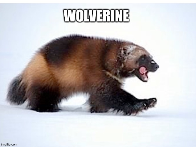 WOLVERINE | made w/ Imgflip meme maker