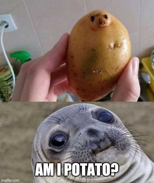 POTATO SEAL | AM I POTATO? | image tagged in potato,seal | made w/ Imgflip meme maker