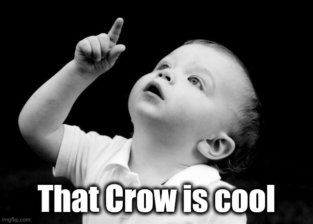 Look Up | That Crow is cool | image tagged in look up | made w/ Imgflip meme maker