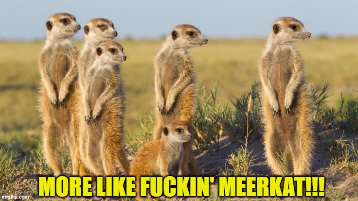 What's that meerkat | MORE LIKE FUCKIN' MEERKAT!!! | image tagged in what's that meerkat | made w/ Imgflip meme maker