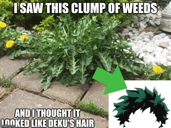 I SAW THIS CLUMP OF WEEDS; AND I THOUGHT IT LOOKED LIKE DEKU'S HAIR | made w/ Imgflip meme maker
