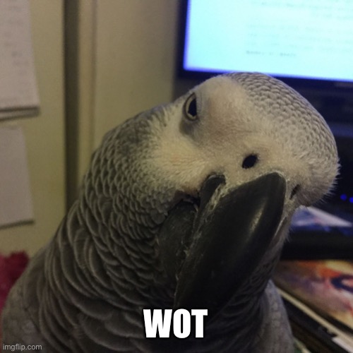 Wot bird | WOT | image tagged in wot bird | made w/ Imgflip meme maker