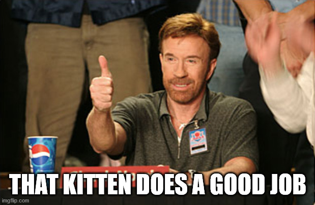 Chuck Norris Approves Meme | THAT KITTEN DOES A GOOD JOB | image tagged in memes,chuck norris approves,chuck norris | made w/ Imgflip meme maker