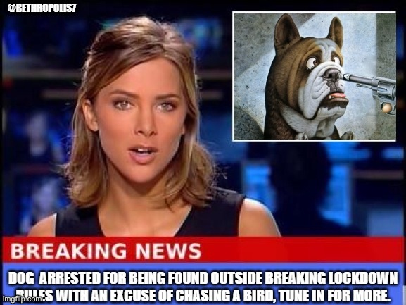 it speaks for it self | image tagged in breaking news,dog,arrested | made w/ Imgflip meme maker