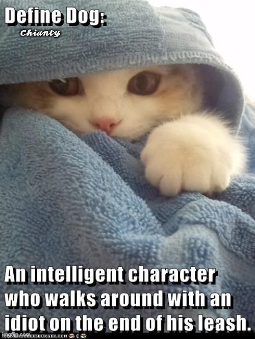 Cats Logic | 𝓒𝓱𝓲𝓪𝓷𝓽𝔂 | image tagged in intelligent | made w/ Imgflip meme maker
