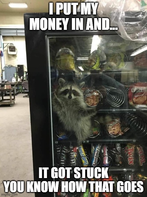 raccoon stuck in vending machine | I PUT MY MONEY IN AND... IT GOT STUCK YOU KNOW HOW THAT GOES | image tagged in funny,racoon,wildlife,funny animals | made w/ Imgflip meme maker