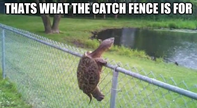 turtle fence escape | THATS WHAT THE CATCH FENCE IS FOR | image tagged in turtle fence escape | made w/ Imgflip meme maker