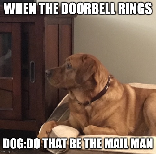Mail man | WHEN THE DOORBELL RINGS; DOG:DO THAT BE THE MAIL MAN | image tagged in none | made w/ Imgflip meme maker