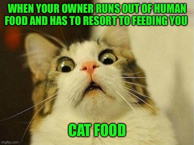 Scared Cat Meme | WHEN YOUR OWNER RUNS OUT OF HUMAN FOOD AND HAS TO RESORT TO FEEDING YOU; CAT FOOD | image tagged in memes,scared cat | made w/ Imgflip meme maker