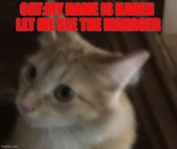 Demon cat | CAT:MY NAME IS KAREN 
LET ME SEE THE MANAGER | image tagged in none | made w/ Imgflip meme maker