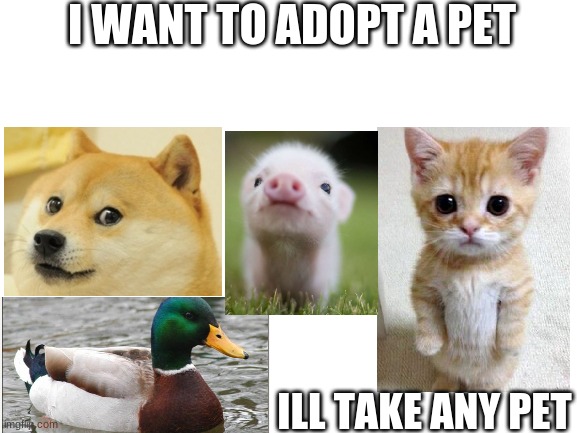 Im looking to adopt a pet | I WANT TO ADOPT A PET; ILL TAKE ANY PET | image tagged in blank white template,pets | made w/ Imgflip meme maker