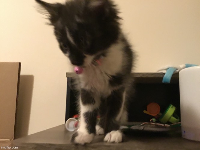 my kitten | image tagged in cat,kitten | made w/ Imgflip meme maker