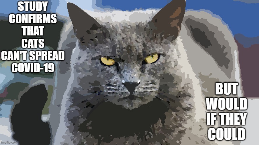 Mean cat | STUDY CONFIRMS THAT CATS CAN'T SPREAD COVID-19; BUT WOULD IF THEY COULD | image tagged in covid,covid-19 | made w/ Imgflip meme maker