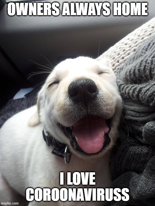 Doggo happy because owners always home | OWNERS ALWAYS HOME; I LOVE COROONAVIRUSS | image tagged in happy dog | made w/ Imgflip meme maker