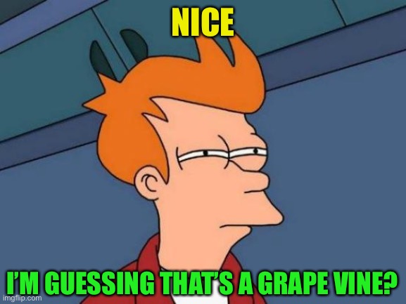 Futurama Fry Meme | NICE I’M GUESSING THAT’S A GRAPE VINE? | image tagged in memes,futurama fry | made w/ Imgflip meme maker