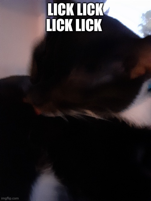 LICK LICK LICK LICK | image tagged in licking catge | made w/ Imgflip meme maker