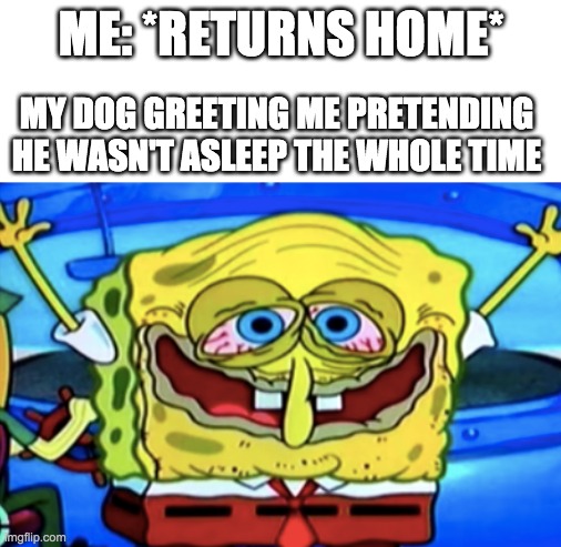 Doggy | ME: *RETURNS HOME*; MY DOG GREETING ME PRETENDING HE WASN'T ASLEEP THE WHOLE TIME | image tagged in so true memes,lol so funny,baby jesus for moderator | made w/ Imgflip meme maker