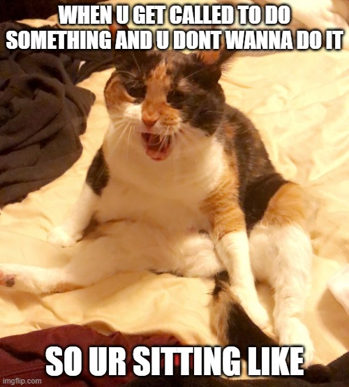 Fat cat | WHEN U GET CALLED TO DO SOMETHING AND U DONT WANNA DO IT; SO UR SITTING LIKE | image tagged in fat cat | made w/ Imgflip meme maker