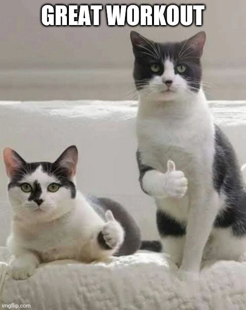 THUMBS UP CATS | GREAT WORKOUT | image tagged in thumbs up cats | made w/ Imgflip meme maker