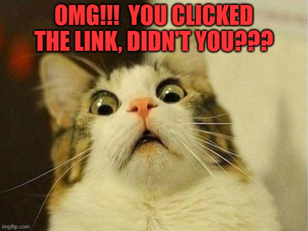 Scared Cat | OMG!!!  YOU CLICKED THE LINK, DIDN'T YOU??? | image tagged in memes,scared cat | made w/ Imgflip meme maker