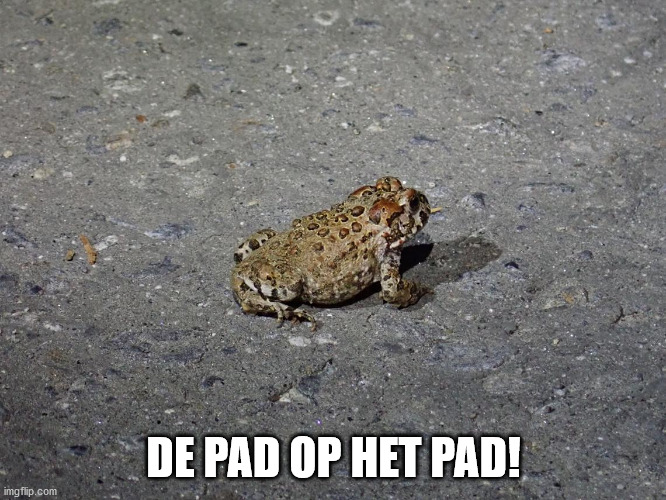Another test how well you understand the Dutch langauge | DE PAD OP HET PAD! | image tagged in dutch,toad,test your dutch | made w/ Imgflip meme maker