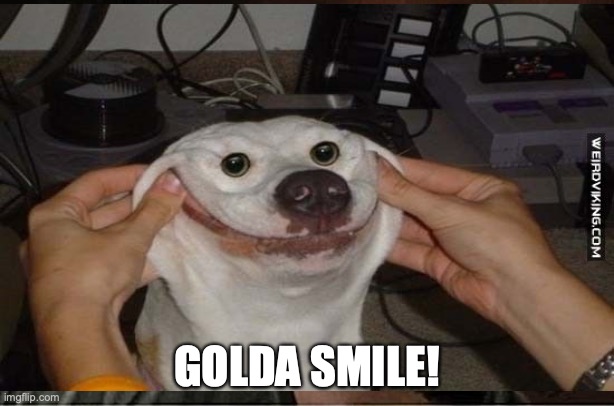best smile | GOLDA SMILE! | image tagged in dog | made w/ Imgflip meme maker