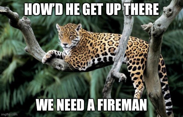 Jaguar | HOW’D HE GET UP THERE; WE NEED A FIREMAN | image tagged in jaguar | made w/ Imgflip meme maker