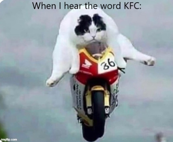 I found this "caption this meme" | image tagged in caption this,funny cats,cats,motorbike,motorcycle,kfc | made w/ Imgflip meme maker