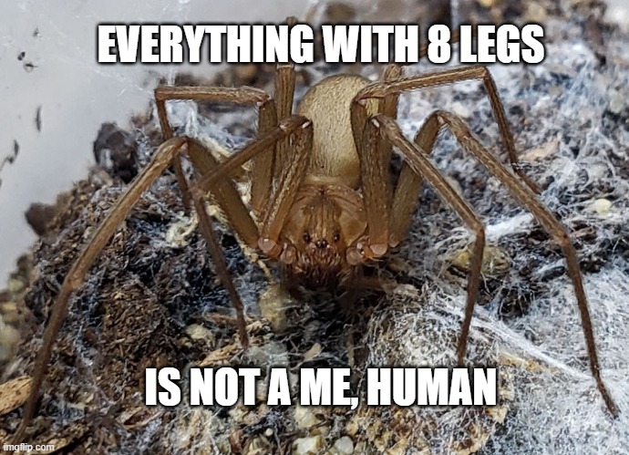 Everything With 8 Legs is Not a Me Brown Recluse | EVERYTHING WITH 8 LEGS; IS NOT A ME, HUMAN | image tagged in brown recluse | made w/ Imgflip meme maker