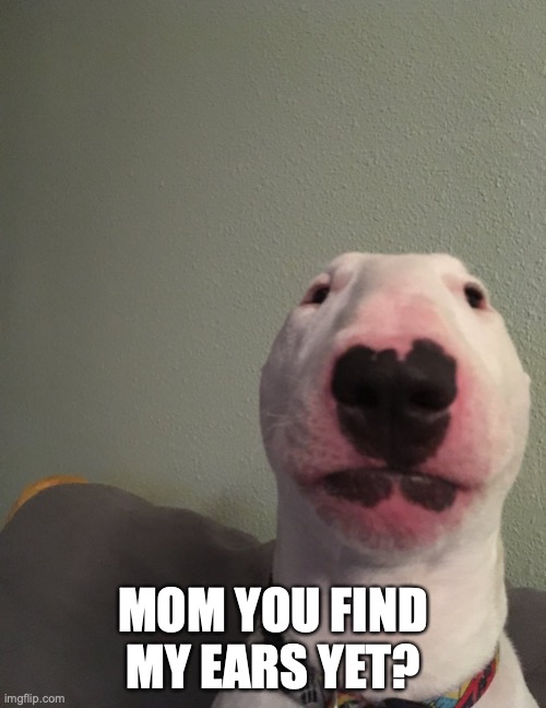 MOM YOU FIND MY EARS YET? | image tagged in funny | made w/ Imgflip meme maker