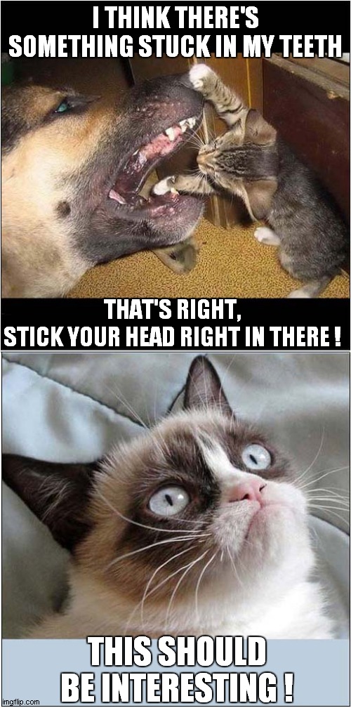 Grumpys Curiosity at Amateur Dentistry | I THINK THERE'S SOMETHING STUCK IN MY TEETH; THAT'S RIGHT, STICK YOUR HEAD RIGHT IN THERE ! THIS SHOULD BE INTERESTING ! | image tagged in fun,grumpy cat,dog,kitten,dentistry | made w/ Imgflip meme maker