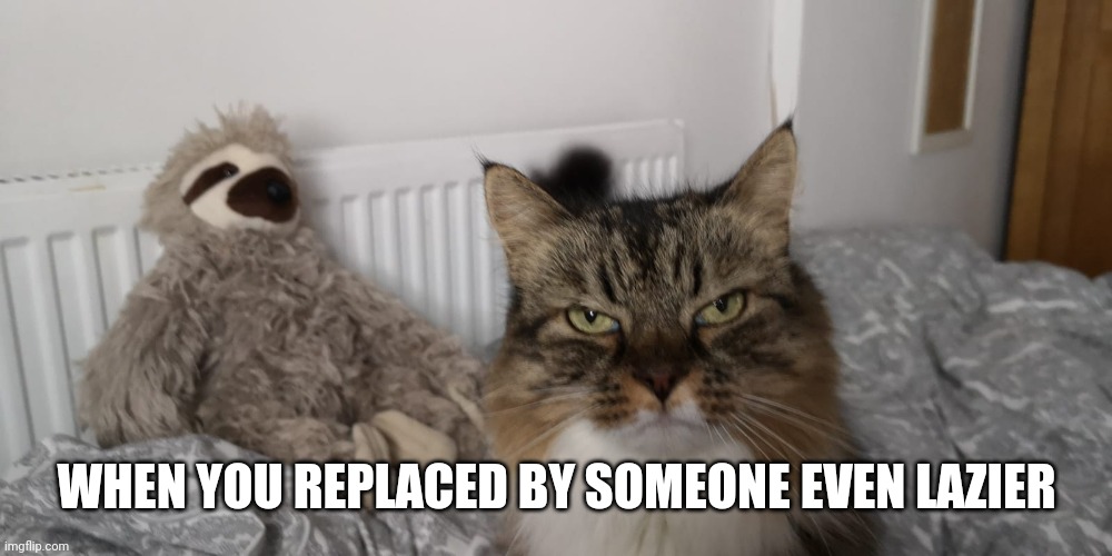 Sloth cat | WHEN YOU REPLACED BY SOMEONE EVEN LAZIER | image tagged in sloth,cat,lazy,working from home | made w/ Imgflip meme maker