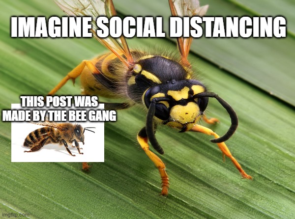 IMAGINE SOCIAL DISTANCING; THIS POST WAS MADE BY THE BEE GANG | image tagged in bees | made w/ Imgflip meme maker