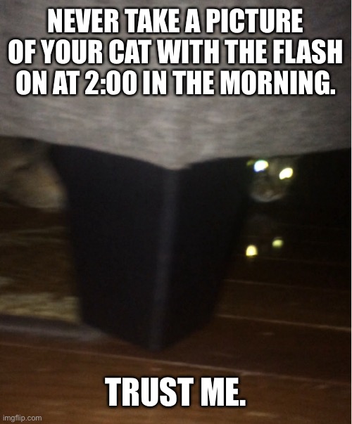 Nightmares | NEVER TAKE A PICTURE OF YOUR CAT WITH THE FLASH ON AT 2:00 IN THE MORNING. TRUST ME. | image tagged in cats,night | made w/ Imgflip meme maker