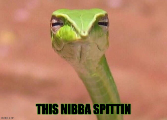 Skeptical snake | THIS NIBBA SPITTIN | image tagged in skeptical snake | made w/ Imgflip meme maker