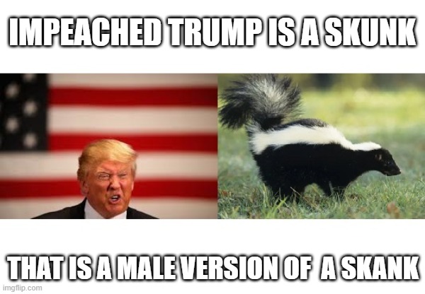 We Fart In Your General Direction Trump | IMPEACHED TRUMP IS A SKUNK; THAT IS A MALE VERSION OF  A SKANK | image tagged in skunkskank,stinky,skank,liar,criminal,psychopath | made w/ Imgflip meme maker