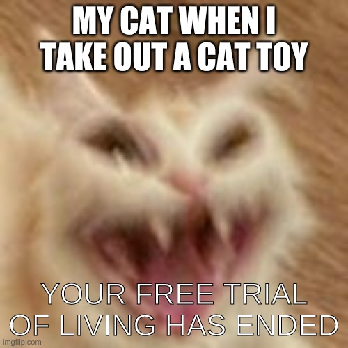 cat | MY CAT WHEN I TAKE OUT A CAT TOY; YOUR FREE TRIAL OF LIVING HAS ENDED | image tagged in communist | made w/ Imgflip meme maker