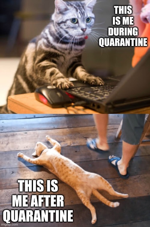 quarantine cat life | THIS IS ME DURING QUARANTINE; THIS IS ME AFTER QUARANTINE | image tagged in quarantine cats,quarantine life,quarantine cat life | made w/ Imgflip meme maker