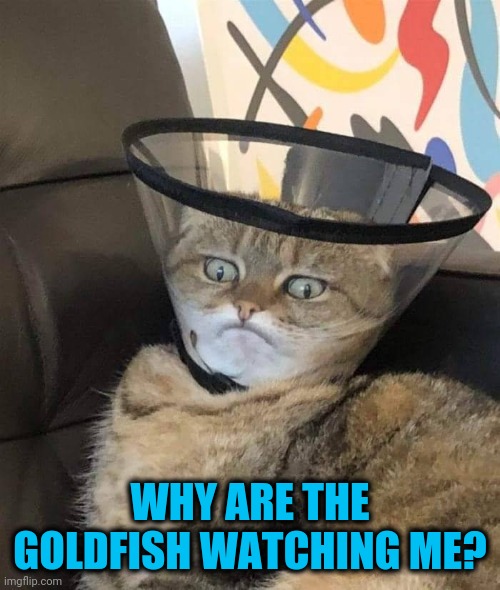 Turnabout | WHY ARE THE GOLDFISH WATCHING ME? | image tagged in cat,aquarium face | made w/ Imgflip meme maker