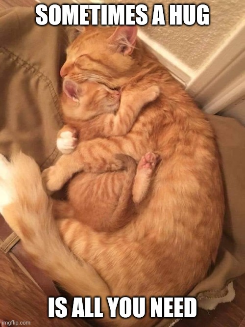 Simple comforts | SOMETIMES A HUG; IS ALL YOU NEED | image tagged in cats,hug | made w/ Imgflip meme maker