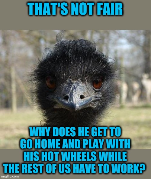 Bad News Emu | THAT'S NOT FAIR WHY DOES HE GET TO GO HOME AND PLAY WITH HIS HOT WHEELS WHILE THE REST OF US HAVE TO WORK? | image tagged in bad news emu | made w/ Imgflip meme maker